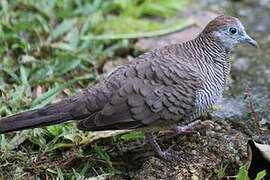 Zebra Dove