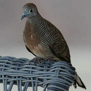 Zebra Dove