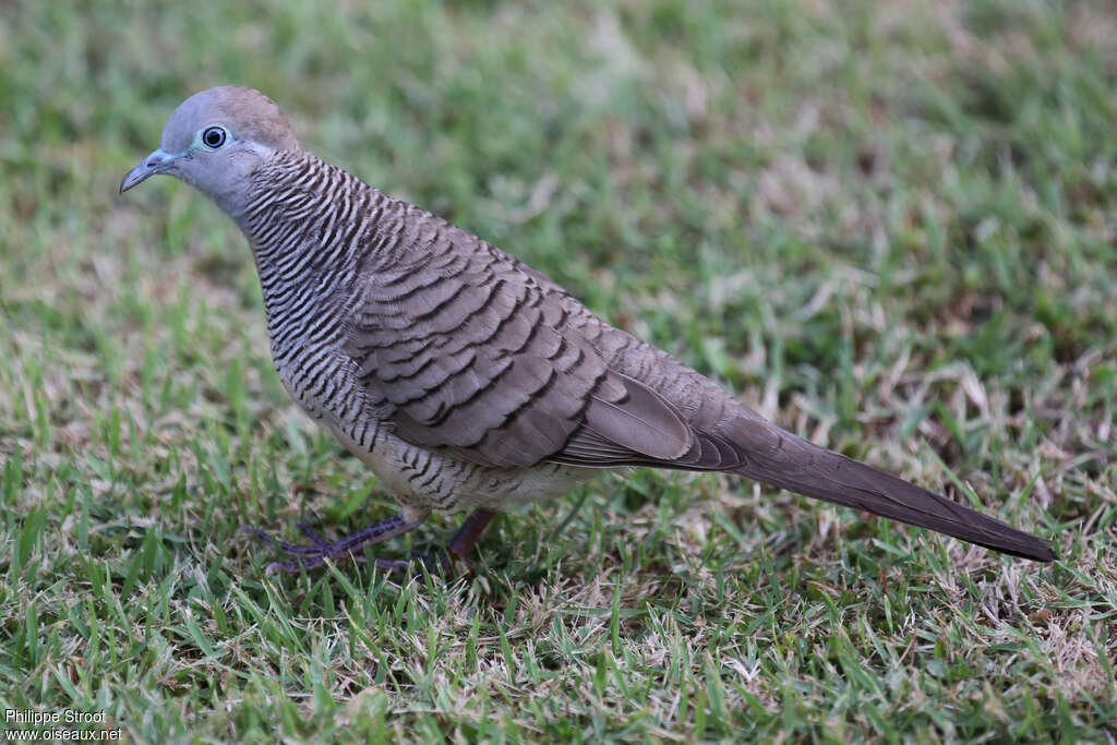 Zebra Doveadult, identification