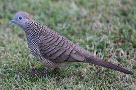 Zebra Dove