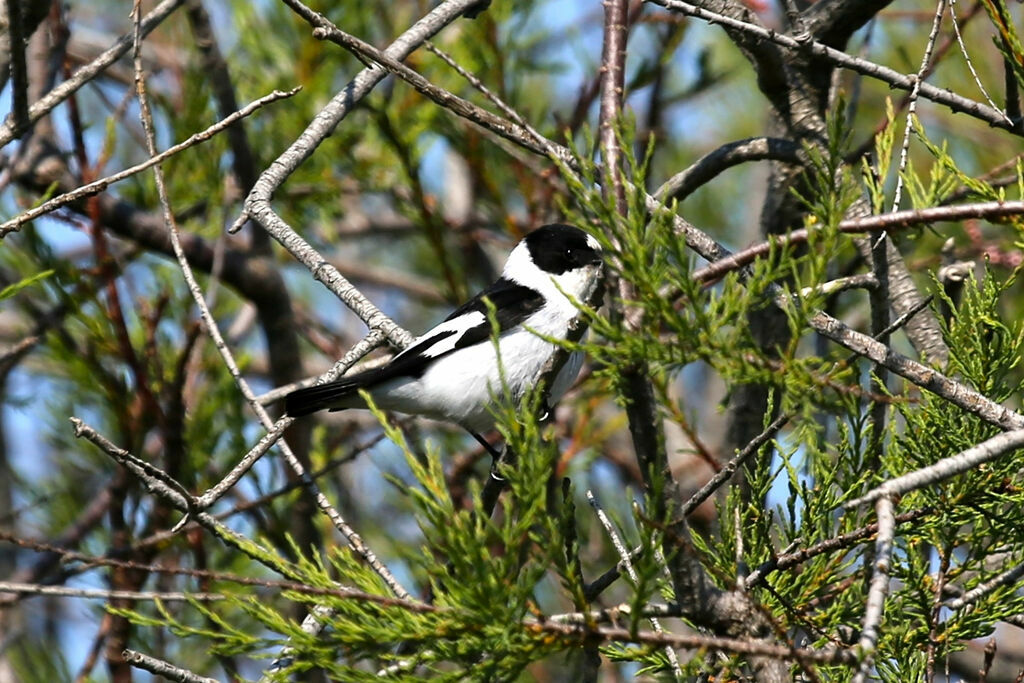 Collared Flycatcher