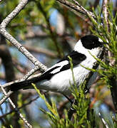 Collared Flycatcher