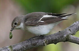 Semicollared Flycatcher