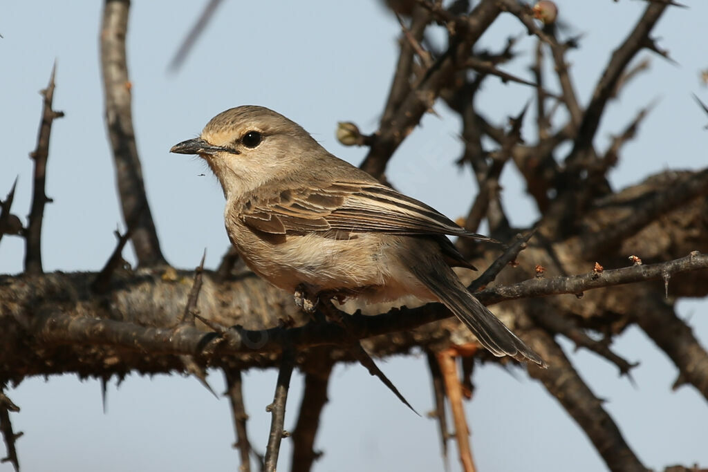 African Grey Flycatcher