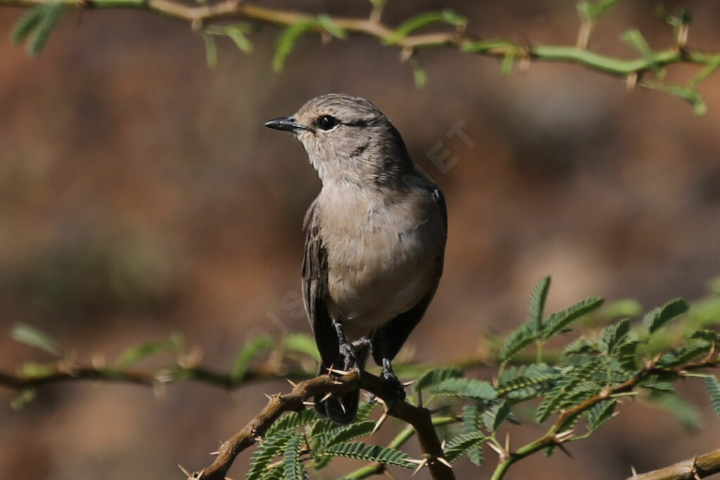 African Grey Flycatcher