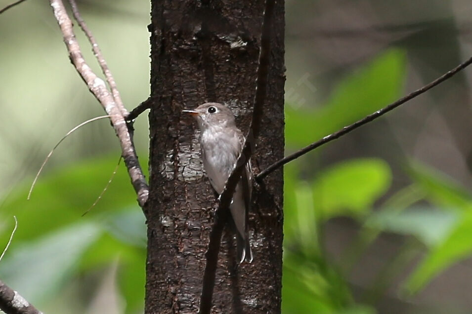 Asian Brown Flycatcher