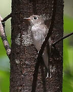 Asian Brown Flycatcher