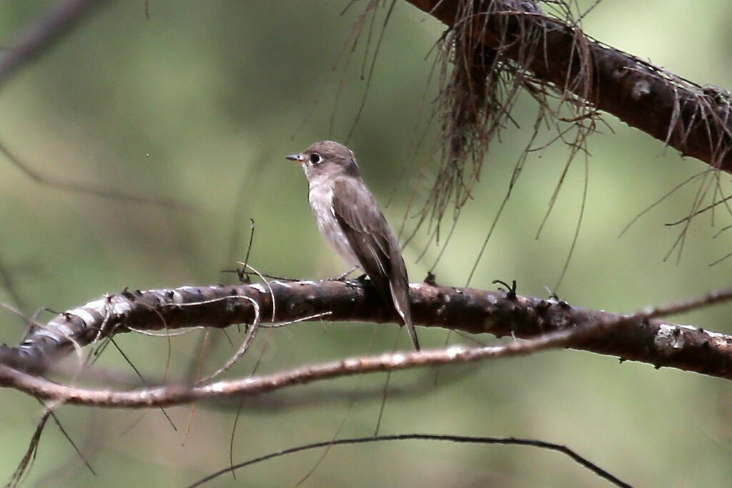 Asian Brown Flycatcher