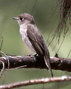 Asian Brown Flycatcher