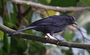 Gobemouche drongo
