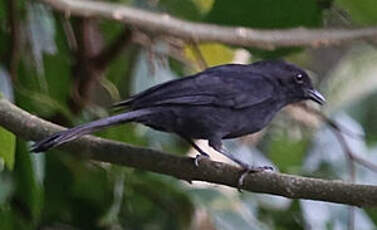 Gobemouche drongo