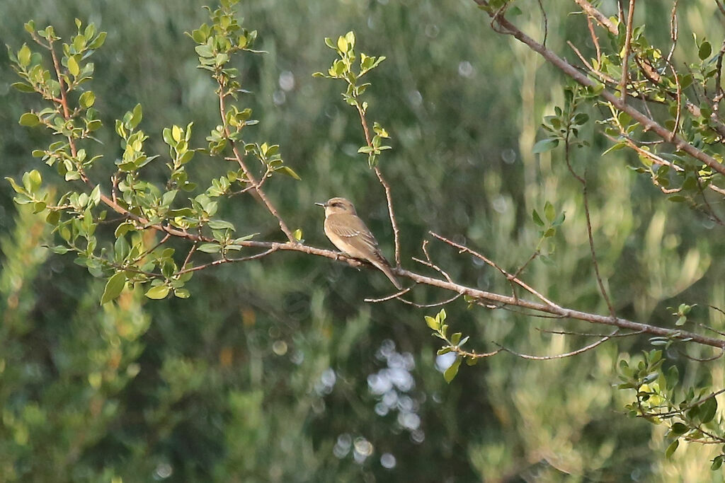 Spotted Flycatcher