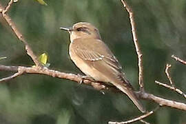 Spotted Flycatcher