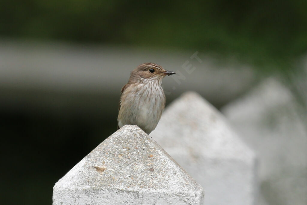 Spotted Flycatcher