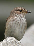 Spotted Flycatcher