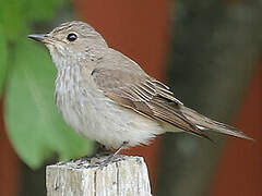 Spotted Flycatcher