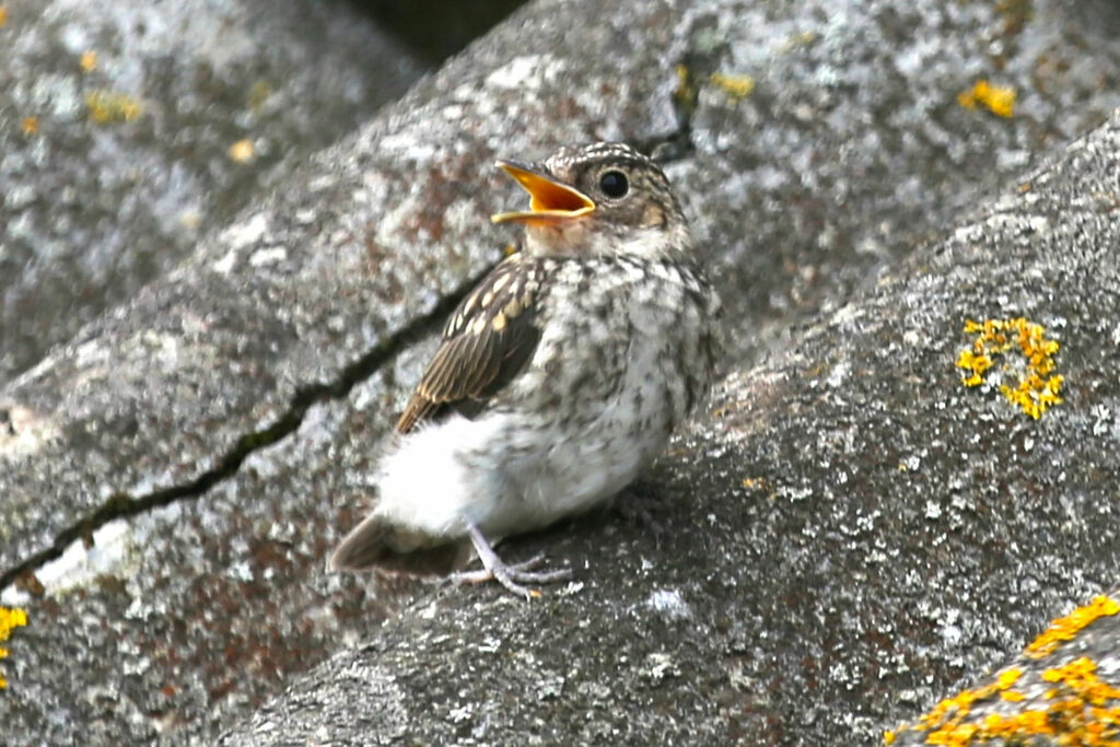 Gobemouche grisPoussin