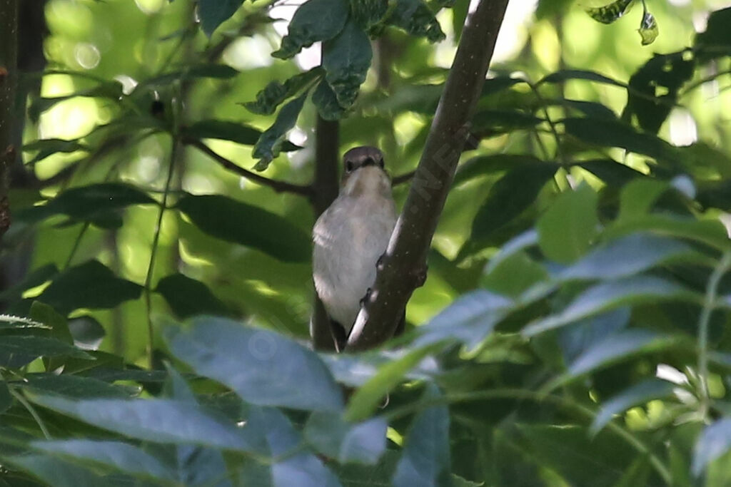 European Pied Flycatcher