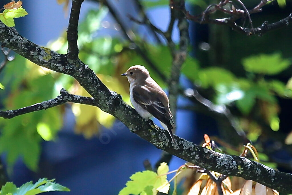 European Pied Flycatcher