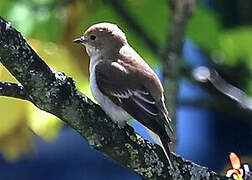 European Pied Flycatcher