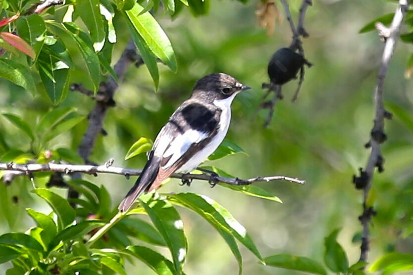 Gobemouche noir