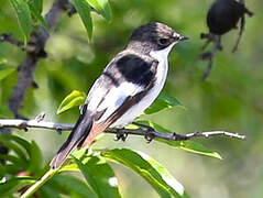 European Pied Flycatcher