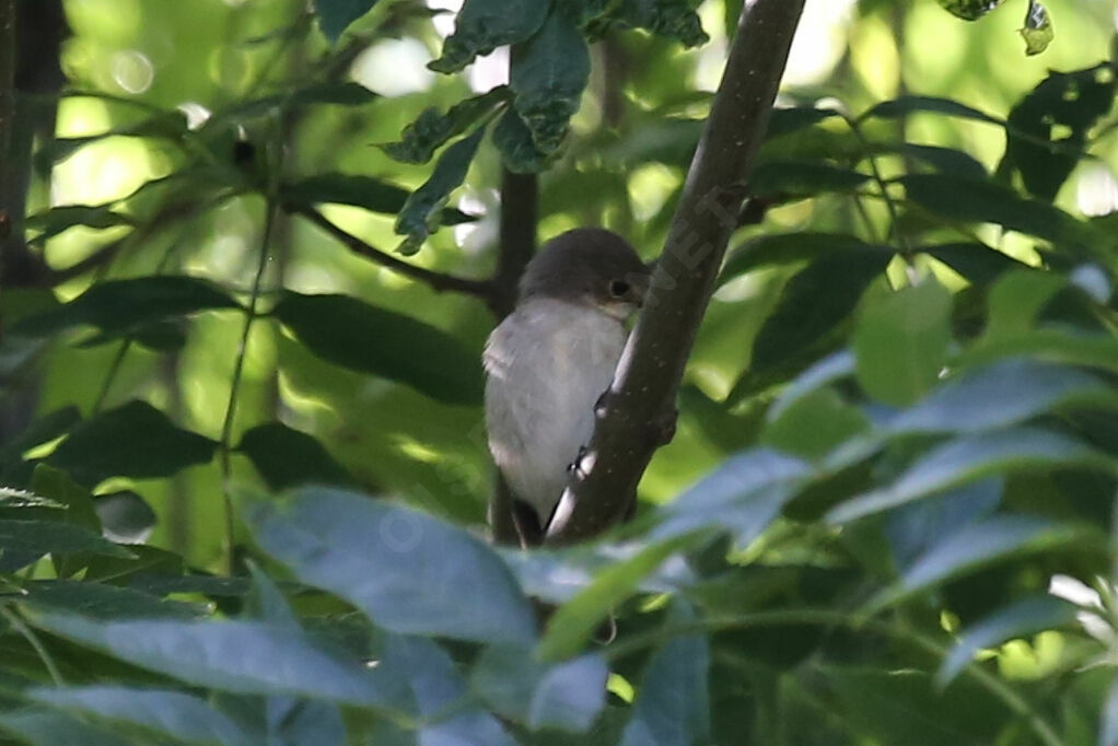 European Pied Flycatcher