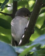 European Pied Flycatcher