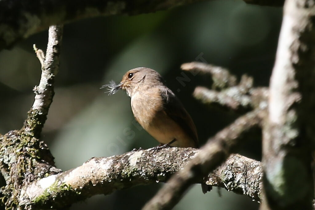 African Dusky Flycatcher