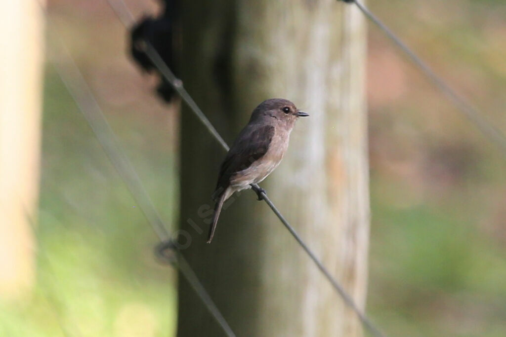 African Dusky Flycatcher
