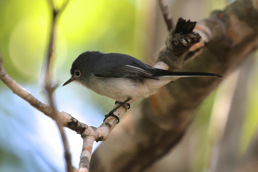 Blue-grey Gnatcatcher