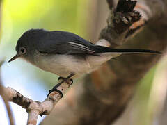 Blue-grey Gnatcatcher