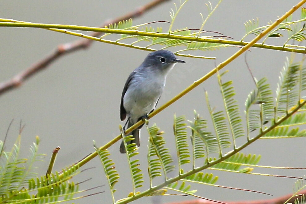 Gobemoucheron gris-bleu