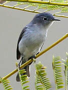 Gobemoucheron gris-bleu