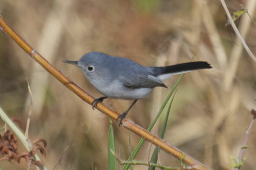 Blue-grey Gnatcatcher