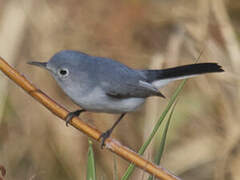 Gobemoucheron gris-bleu