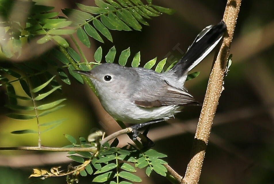 Gobemoucheron gris-bleu