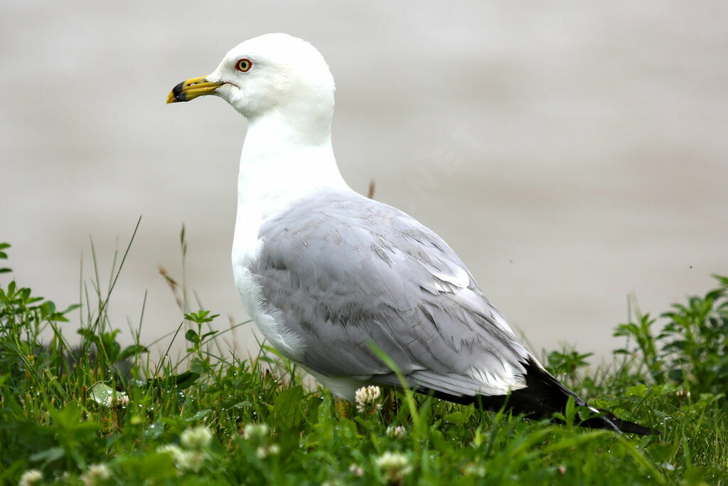 Ring-billed Gull