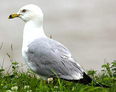 Ring-billed Gull