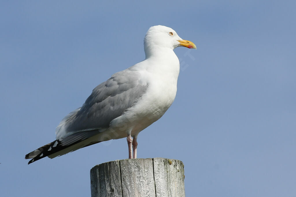 Goéland argenté