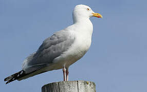 European Herring Gull