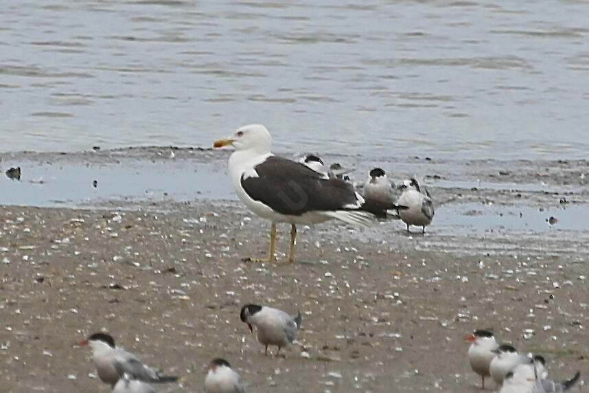 Lesser Black-backed Gull