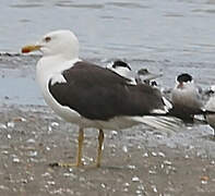 Lesser Black-backed Gull