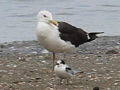 Lesser Black-backed Gull