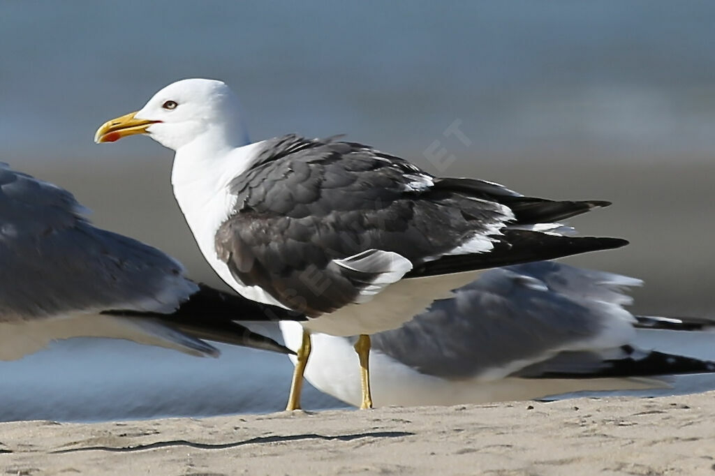 Lesser Black-backed Gull