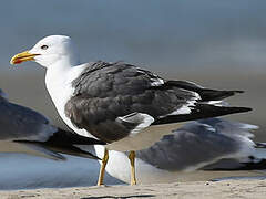 Lesser Black-backed Gull