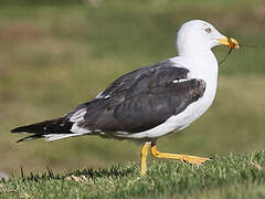 Lesser Black-backed Gull