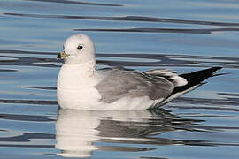 Common Gull