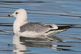 Common Gull