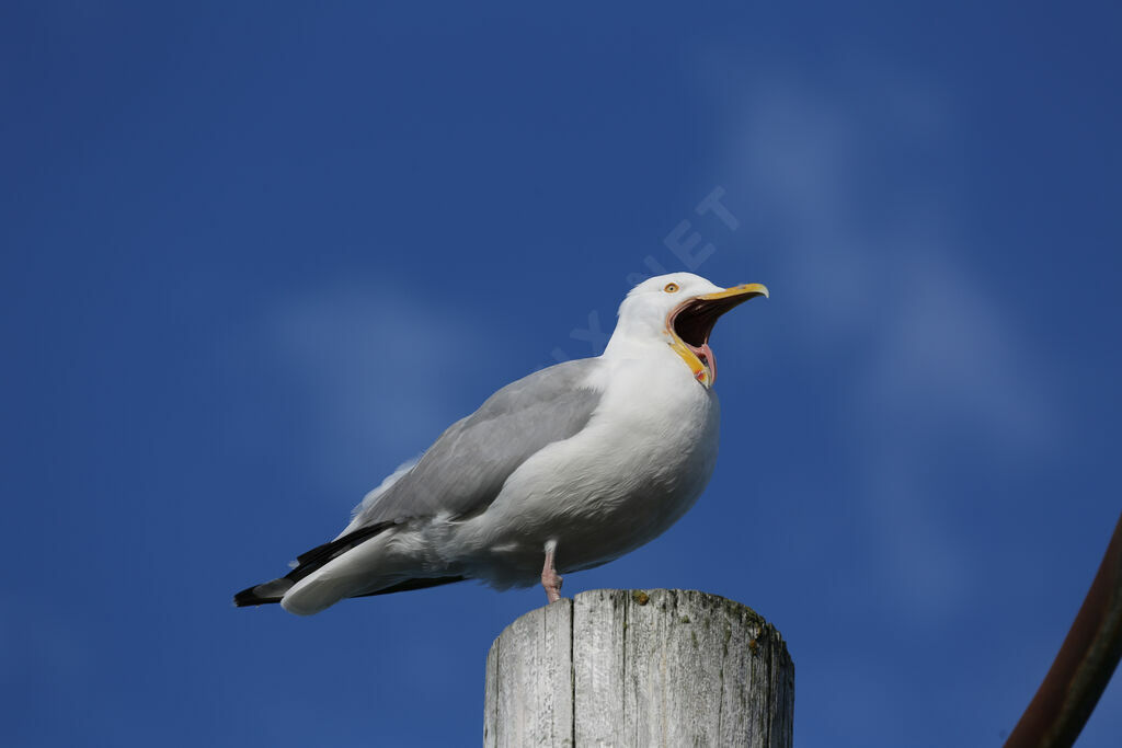 American Herring Gull